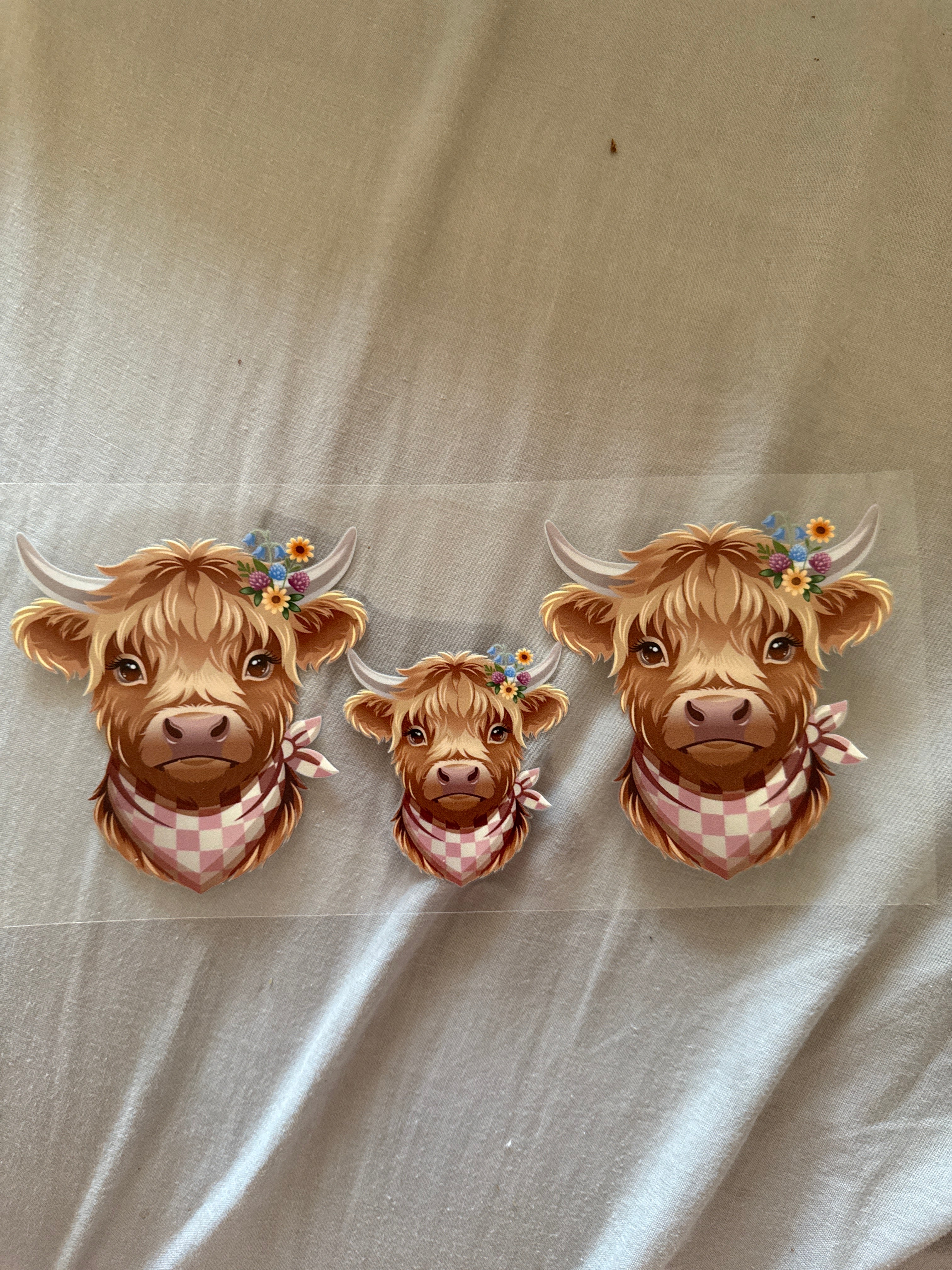 Cows